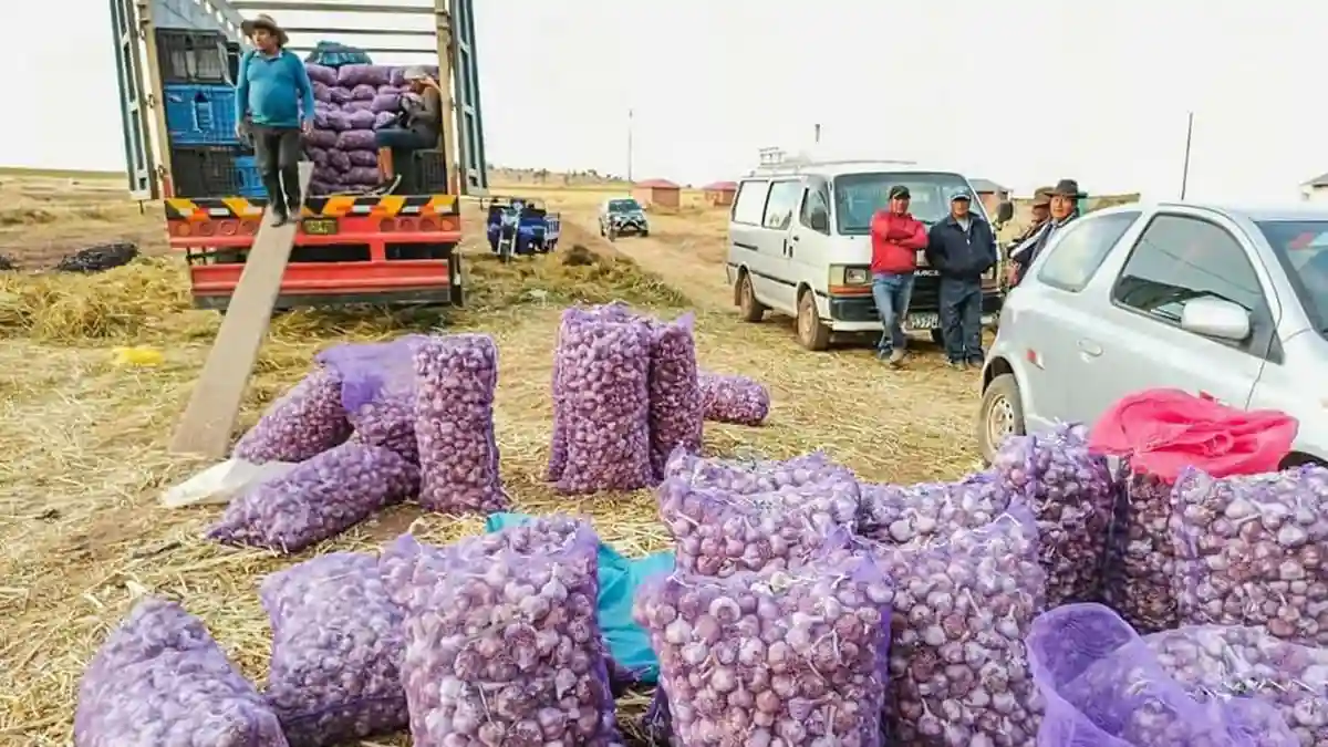 Producción en Puno: supera las mil toneladas de ajo en la campaña agrícola 2023-2024