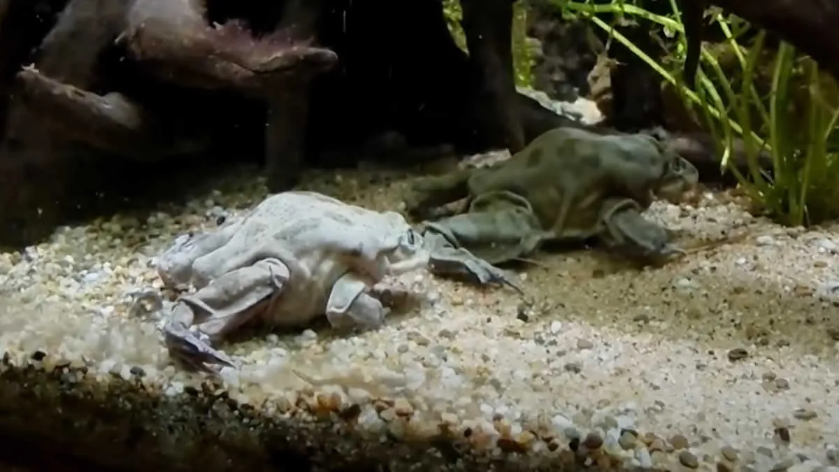 Refuerzan protección de la rana gigante del Titicaca en Puno